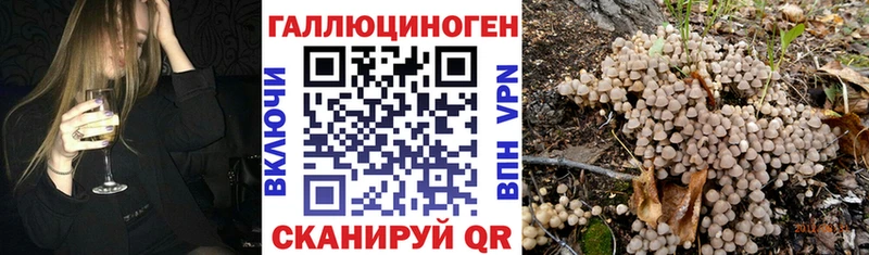 Купить где  Стародуб  Галлюциногенные грибы Psilocybine cubensis 